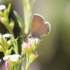 Nacaduba biocellata at Symonston, ACT - 24 Sep 2023