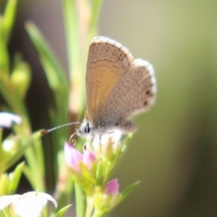 Nacaduba biocellata at Symonston, ACT - 24 Sep 2023 01:24 PM