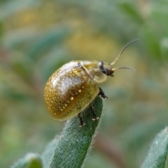 Paropsisterna cloelia (Eucalyptus variegated beetle) at Glenroy, NSW - 18 Sep 2023 by RobG1