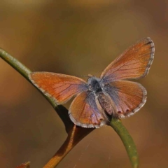 Nacaduba biocellata (Two-spotted Line-Blue) at O'Connor, ACT - 24 Sep 2023 by ConBoekel