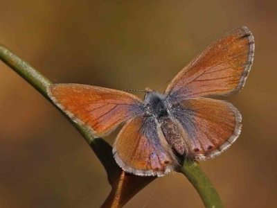 Nacaduba biocellata (Two-spotted Line-Blue) at O'Connor, ACT - 24 Sep 2023 by ConBoekel