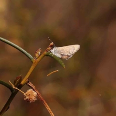 Nacaduba biocellata at O'Connor, ACT - 24 Sep 2023 01:05 PM