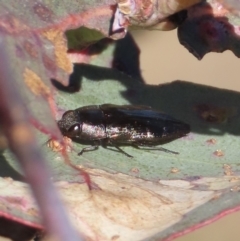 Melobasis sp. (genus) (Unidentified Melobasis jewel Beetle) at Theodore, ACT - 24 Sep 2023 by owenh