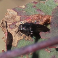 Melobasis sp. (genus) at Theodore, ACT - 24 Sep 2023