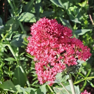 Centranthus ruber at Majura, ACT - 24 Sep 2023