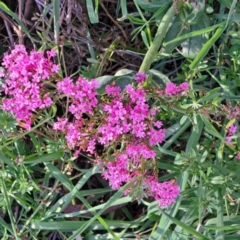 Centranthus ruber at Majura, ACT - 24 Sep 2023