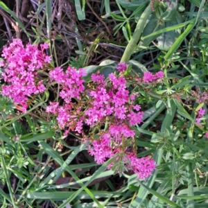 Centranthus ruber at Majura, ACT - 24 Sep 2023