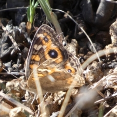 Junonia villida (Meadow Argus) at Belconnen, ACT - 24 Sep 2023 by Steve_Bok