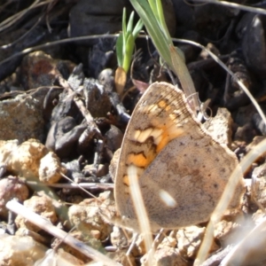 Junonia villida at Belconnen, ACT - 24 Sep 2023