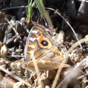 Junonia villida at Belconnen, ACT - 24 Sep 2023