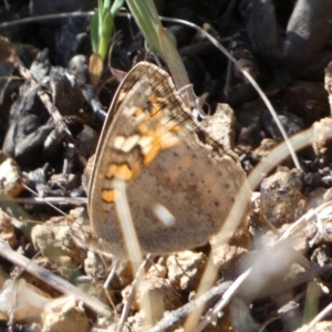 Junonia villida at Belconnen, ACT - 24 Sep 2023