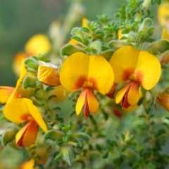 Pultenaea foliolosa (Small Leaf Bushpea) at Glenroy, NSW - 18 Sep 2023 by RobG1