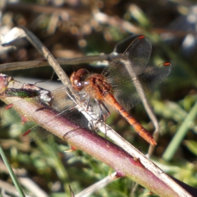 Diplacodes bipunctata (Wandering Percher) at Belconnen, ACT - 24 Sep 2023 by SteveBorkowskis