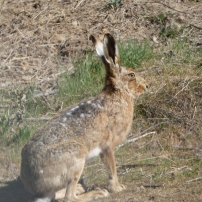 Lepus capensis (Brown Hare) at Belconnen, ACT - 24 Sep 2023 by Steve_Bok