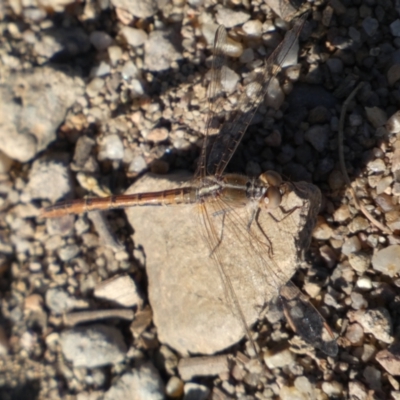 Diplacodes bipunctata (Wandering Percher) at Woodstock Nature Reserve - 24 Sep 2023 by SteveBorkowskis