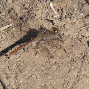 Diplacodes haematodes at Woodstock Nature Reserve - 24 Sep 2023