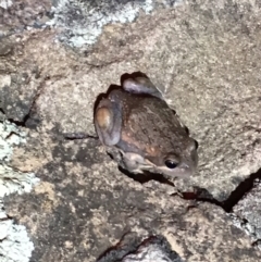 Limnodynastes dumerilii (Eastern Banjo Frog) at Rendezvous Creek, ACT - 9 Mar 2019 by JimL