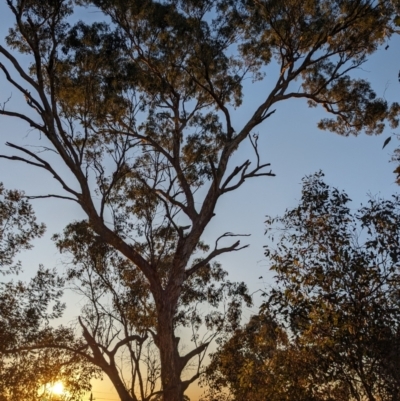 Callocephalon fimbriatum (Gang-gang Cockatoo) at Ainslie, ACT - 24 Sep 2023 by AmyJB