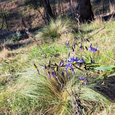 Nassella trichotoma (Serrated Tussock) at Majura, ACT - 24 Sep 2023 by abread111