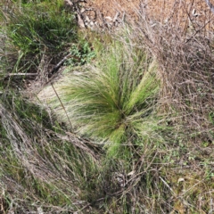 Nassella trichotoma (Serrated Tussock) at Majura, ACT - 24 Sep 2023 by abread111