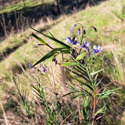 Stypandra glauca (Nodding Blue Lily) at Majura, ACT - 24 Sep 2023 by abread111