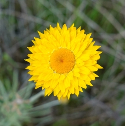 Leucochrysum albicans subsp. albicans (Hoary Sunray) at Glenroy, NSW - 18 Sep 2023 by RobG1