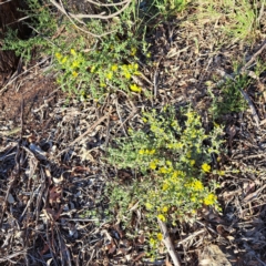 Hibbertia obtusifolia (Grey Guinea-flower) at Majura, ACT - 24 Sep 2023 by abread111