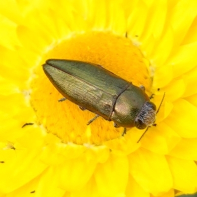 Melobasis propinqua (Propinqua jewel beetle) at Glenroy, NSW - 18 Sep 2023 by RobG1