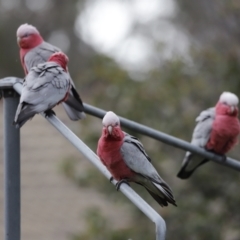 Eolophus roseicapilla (Galah) at Holt, ACT - 22 Aug 2020 by JimL