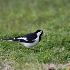 Grallina cyanoleuca (Magpie-lark) at Holt, ACT - 22 Aug 2020 by JimL