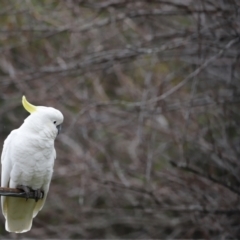 Cacatua galerita (Sulphur-crested Cockatoo) at Holt, ACT - 22 Aug 2020 by JimL