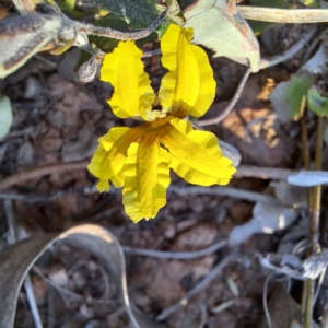 Goodenia hederacea subsp. hederacea at Majura, ACT - 24 Sep 2023 05:12 PM