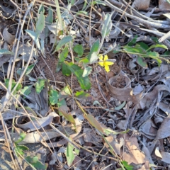 Goodenia hederacea subsp. hederacea at Majura, ACT - 24 Sep 2023