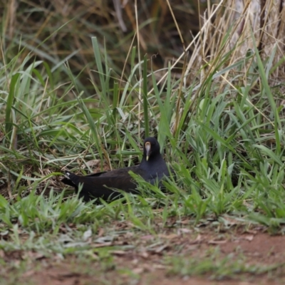 Gallinula tenebrosa (Dusky Moorhen) at Belconnen, ACT - 16 Feb 2020 by JimL