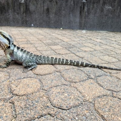 Intellagama lesueurii lesueurii (Eastern Water Dragon) at South Brisbane, QLD - 23 Sep 2023 by HelenCross