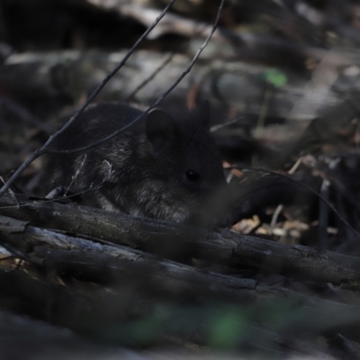 Isoodon obesulus obesulus (Southern Brown Bandicoot) at Tidbinbilla Nature Reserve - 7 Mar 2021 by JimL
