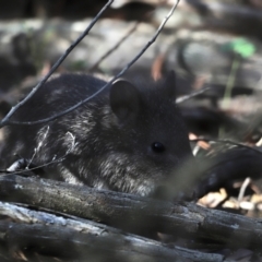 Isoodon obesulus obesulus at Paddys River, ACT - 7 Mar 2021