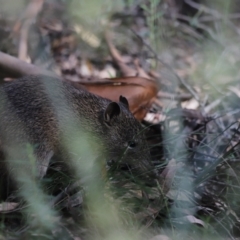 Isoodon obesulus obesulus (Southern Brown Bandicoot) at Paddys River, ACT - 7 Mar 2021 by JimL