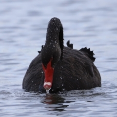 Cygnus atratus (Black Swan) at Lake Ginninderra - 28 Mar 2021 by JimL