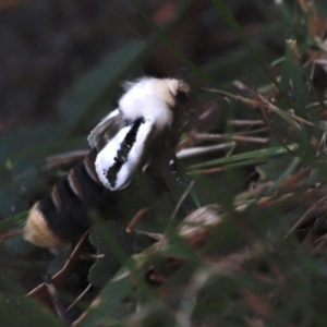 Oenosandra boisduvalii at Paddys River, ACT - 7 Mar 2021 03:25 PM