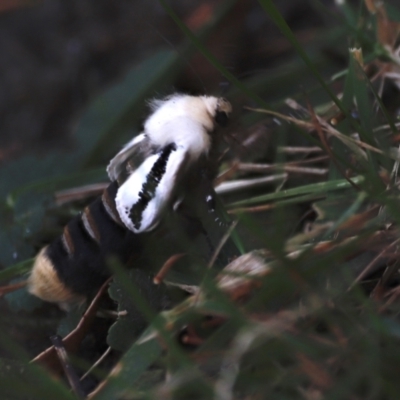 Oenosandra boisduvalii (Boisduval's Autumn Moth) at Paddys River, ACT - 7 Mar 2021 by JimL