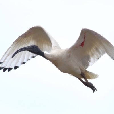 Threskiornis molucca (Australian White Ibis) at Ormiston, QLD - 24 Sep 2023 by TimL