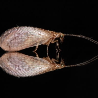 Unidentified Brown Lacewing (Hemerobiidae) at Wellington Point, QLD - 20 Sep 2023 by TimL