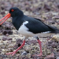 Haematopus longirostris (Australian Pied Oystercatcher) at Wellington Point, QLD - 23 Sep 2023 by TimL