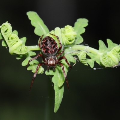 Salsa sp. (genus) at Capalaba, QLD - 21 Sep 2023 by TimL