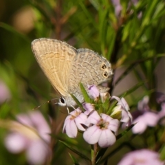 Nacaduba biocellata (Two-spotted Line-Blue) at Braemar, NSW - 24 Sep 2023 by Curiosity