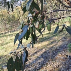Eucalyptus dives (Broad-leaved Peppermint) at Tuggeranong, ACT - 24 Sep 2023 by LPadg