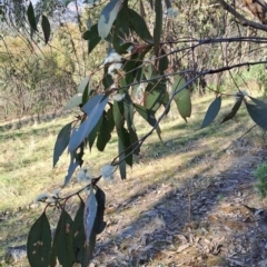 Eucalyptus dives (Broad-leaved Peppermint) at Tuggeranong, ACT - 25 Sep 2023 by LPadg