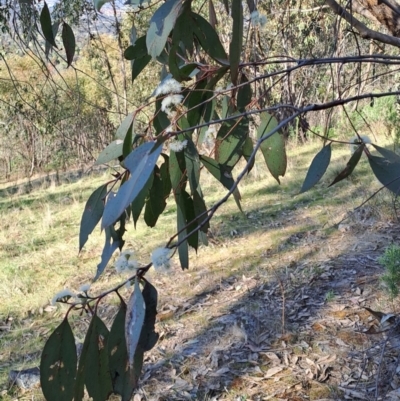 Eucalyptus dives (Broad-leaved Peppermint) at Tuggeranong, ACT - 25 Sep 2023 by LPadg