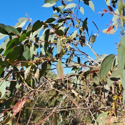 Eucalyptus dives (Broad-leaved Peppermint) at Tuggeranong, ACT - 25 Sep 2023 by LPadg